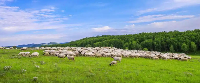 如饮醍醐是指打一个最佳准确生肖 精选词语释义落实解答