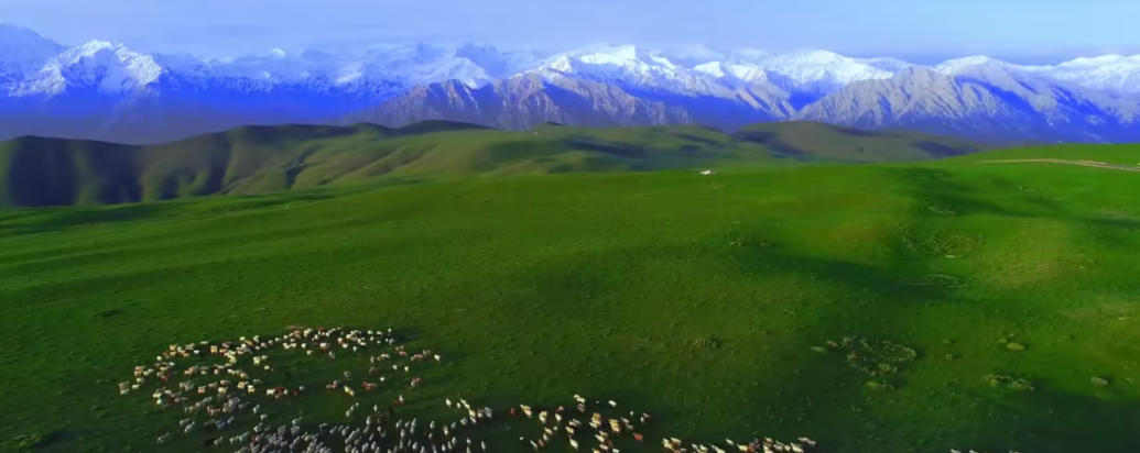 操奇计赢打一生肖是什么动物 经典解答揭秘指代生肖