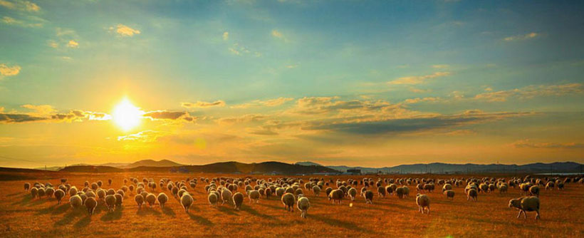 檐前蕉叶绿成林是指代表打猜什么生肖，准确释义最佳成语解释