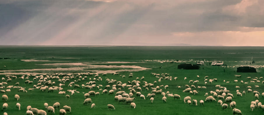 点滴归公解读代表指是最佳哪个生肖  优先谜语剖析解释