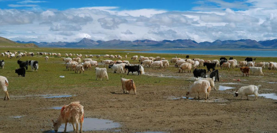 褒衣博带指代表指最佳准确生肖  经典释义词语解释