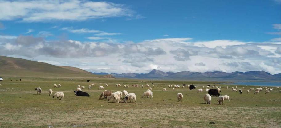 瓮里醯鸡、空看长星落贼围打一精准生肖，指什么准确生肖 最佳成语解释释义