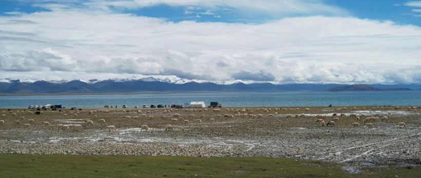 去住两难指代表指最佳准确生肖  经典释义词语解释