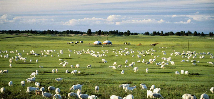 今期生肖四二开，四十结伴九难寻指代表什么生肖，成语解释释义落实