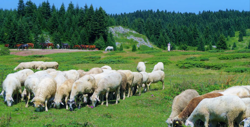 大雨倾盆指代表什么生肖？词语解释重点解析 精粹词汇注解与探析