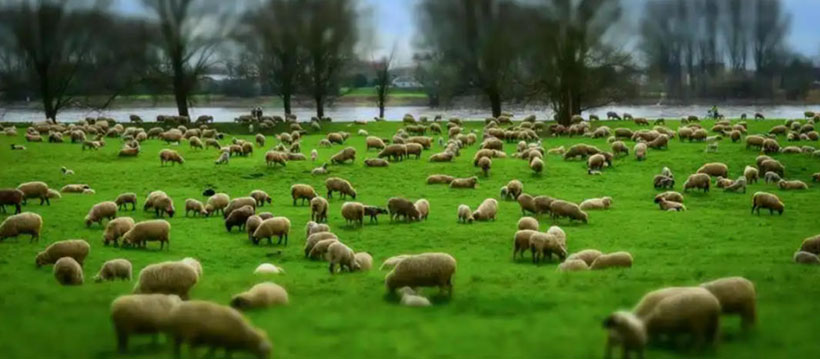 抃风舞润猜打代表准确生肖  最佳释义谜团精选解释