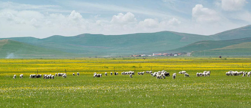 明若观火指什么生肖，答案成语释义解释