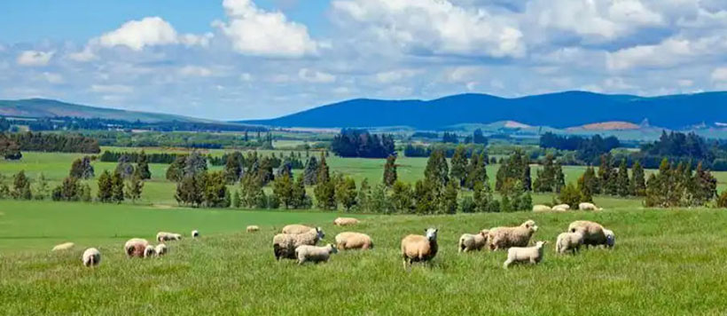 昏天黑地代表是指什么生肖，成语释义落实解释