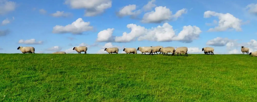 先锋保国卫家园，一本万利四五来指代表什么生肖；重点词语释义深度解读