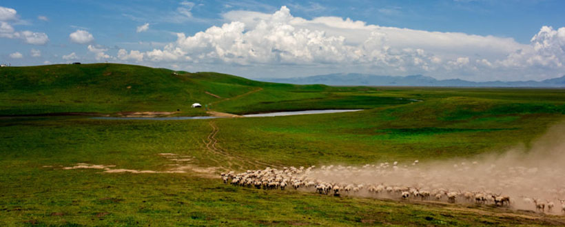 九年之蓄打三个数字生肖动物,专属解析哪一个词语精选解释释义