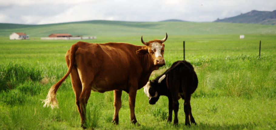 银装素裹代表指什么生肖，深刻解读经典释义