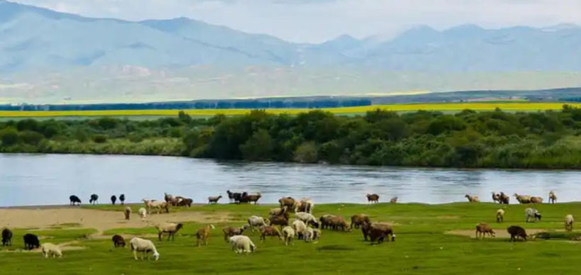 洗五州妖气关山，越溪姝丽入深宫代表什么生肖,猜打一最佳成语释义解释，深刻解读经典释义