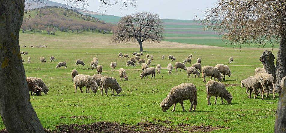左右开弓打一正确最佳生肖 词语释义阐述落实