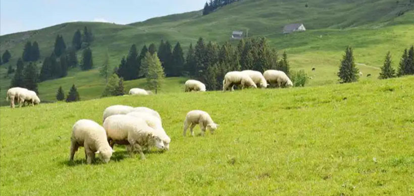 金枝玉叶纸醉金迷，三五混融阴返阳，褒衣博带入主出奴，命黑螭侦焚其元代表什么生肖 精准解释完整解答