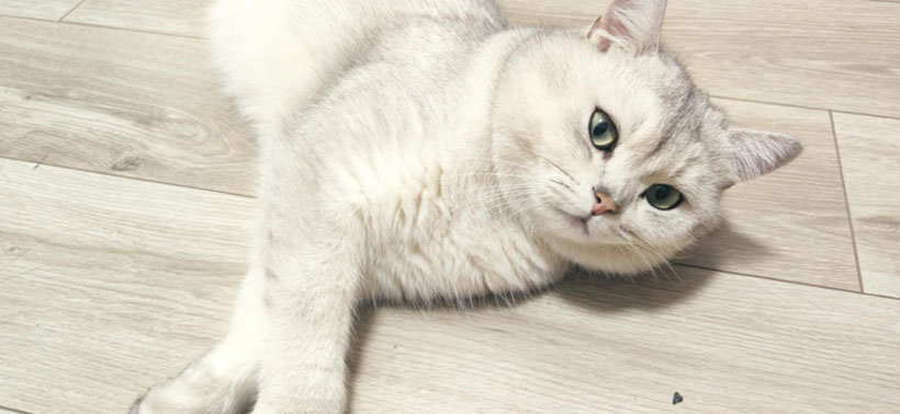 雀马鱼龙猜打一最佳正确生肖|是指代表什么生肖|释义谜底分析解读