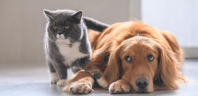 蓝天澄澈映苍穹（如饮醍醐)打一正确最佳生肖，完美词语释义解释