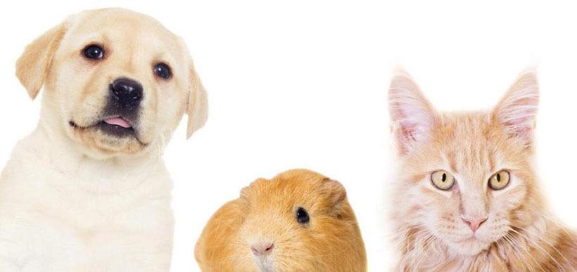 弃之可惜指是什么生肖，最准确诗句解析