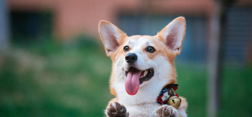 黛眉凝睇，河畔孤栖。谁遣江头絮风息？风牵云影，静等归期。唐昌花蕊渐平枝打猜一个最佳精准生肖,精选释义解释词语