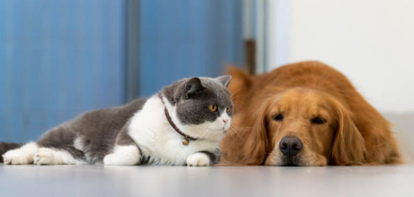 今期狗虎兔出特，归骑还寻大梁陌打一最佳生肖,答案解析解释落实