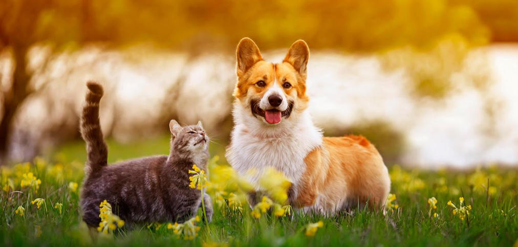 身轻如燕步伐灵打一准确生肖 词语揭晓释义落实